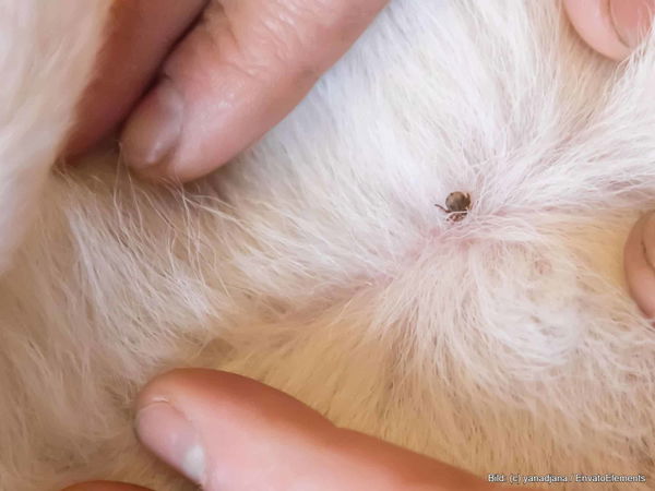 Parasiten beim Hund: Eine Übersicht