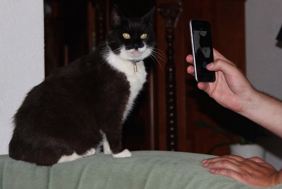 Wie finde ich die passende Katze?