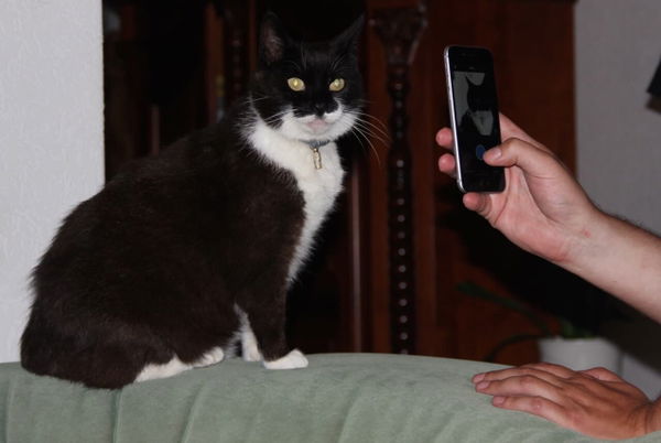 Wie finde ich die passende Katze?