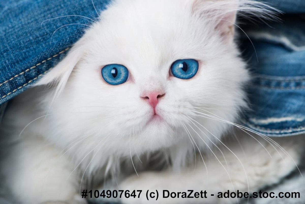Weißes Perserkitten