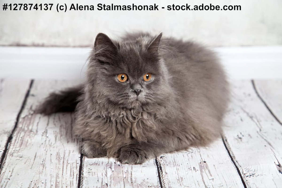Schwarze Perserkatze