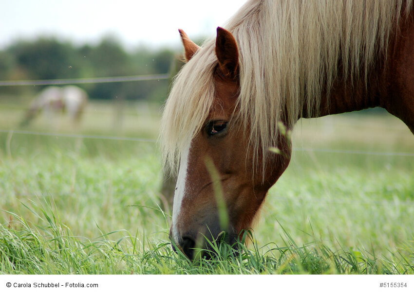 Pferd grast auf einer Wiese