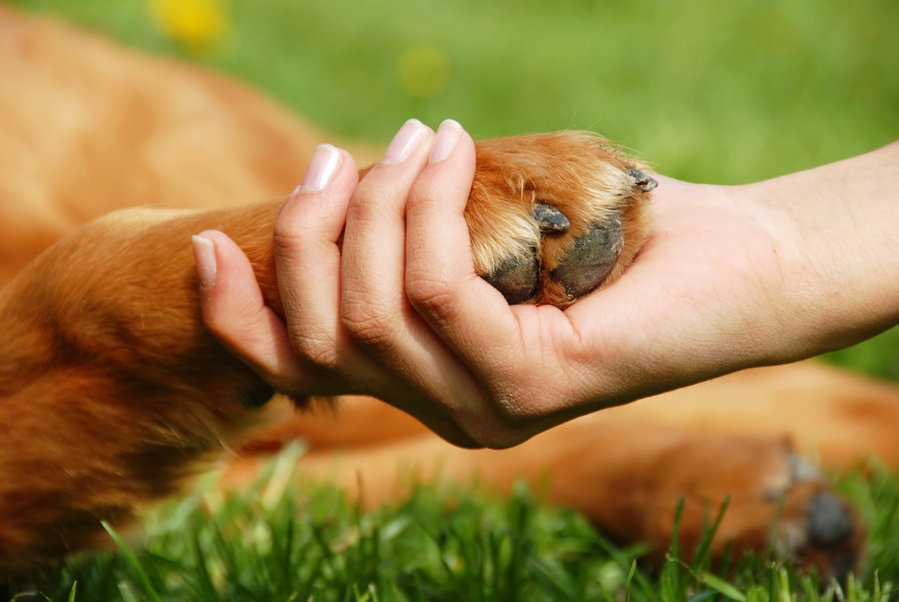 Wissenschaftlich bewiesen: Die Vorteile von Hundehaltung
