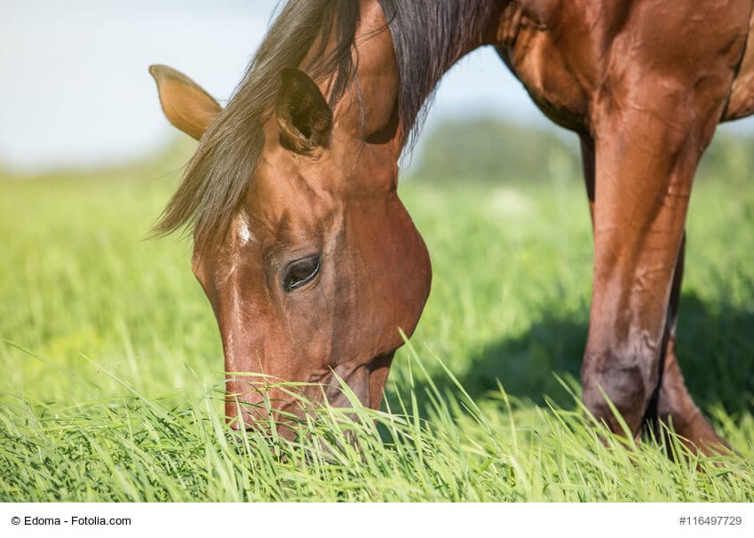 Ein Pferd grast auf einer Sommerwiese.
