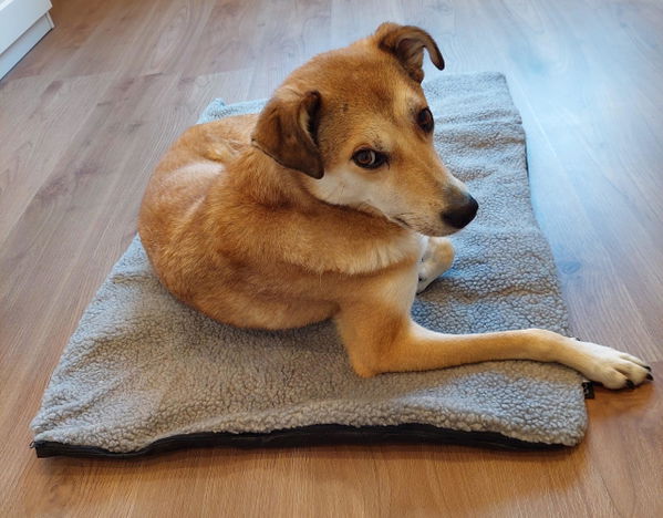 Die riijk Wärmedecke für Hunde im Test