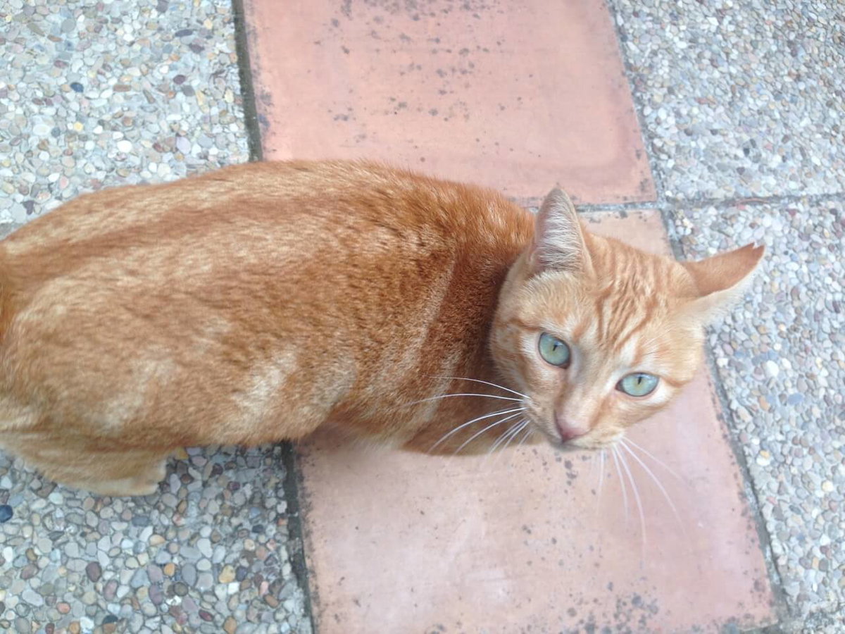 Eine rotgetigerte Katze auf einem Weg.