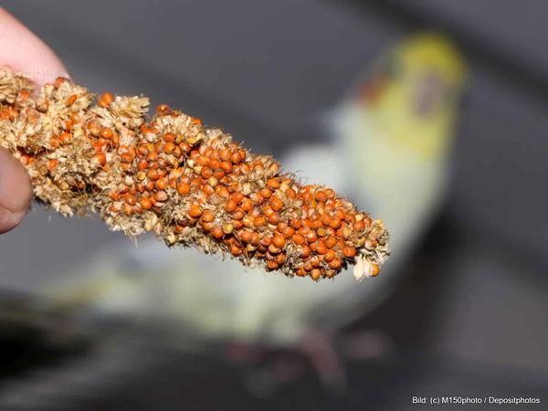 Kaufratgeber: Die beste Kolbenhirse für Vögel