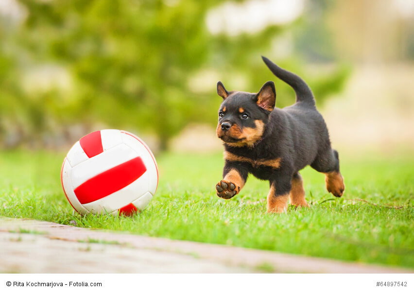 Rottweiler Welpe spielt mit einem Ball