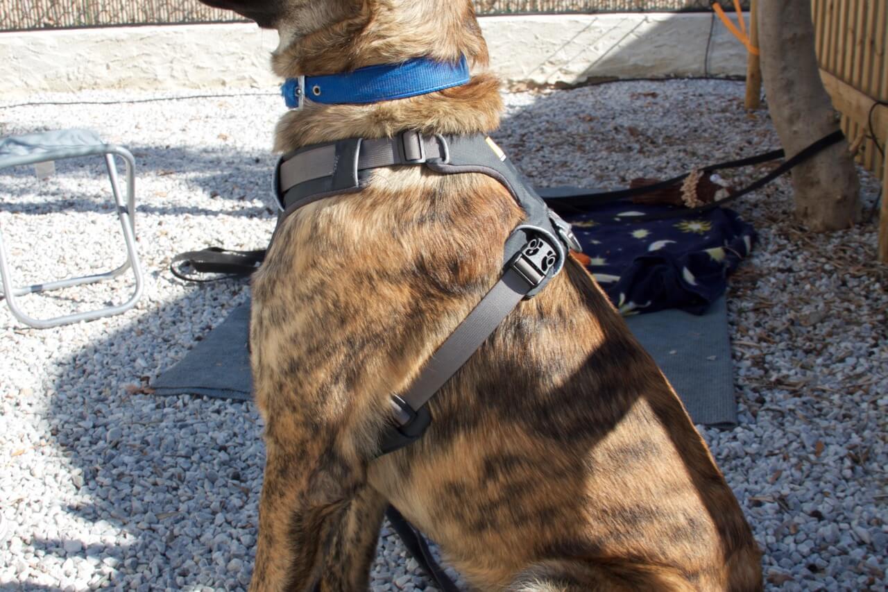 Ein Hund sitzt und trägt ein graues Ruffwear Front Range Harness