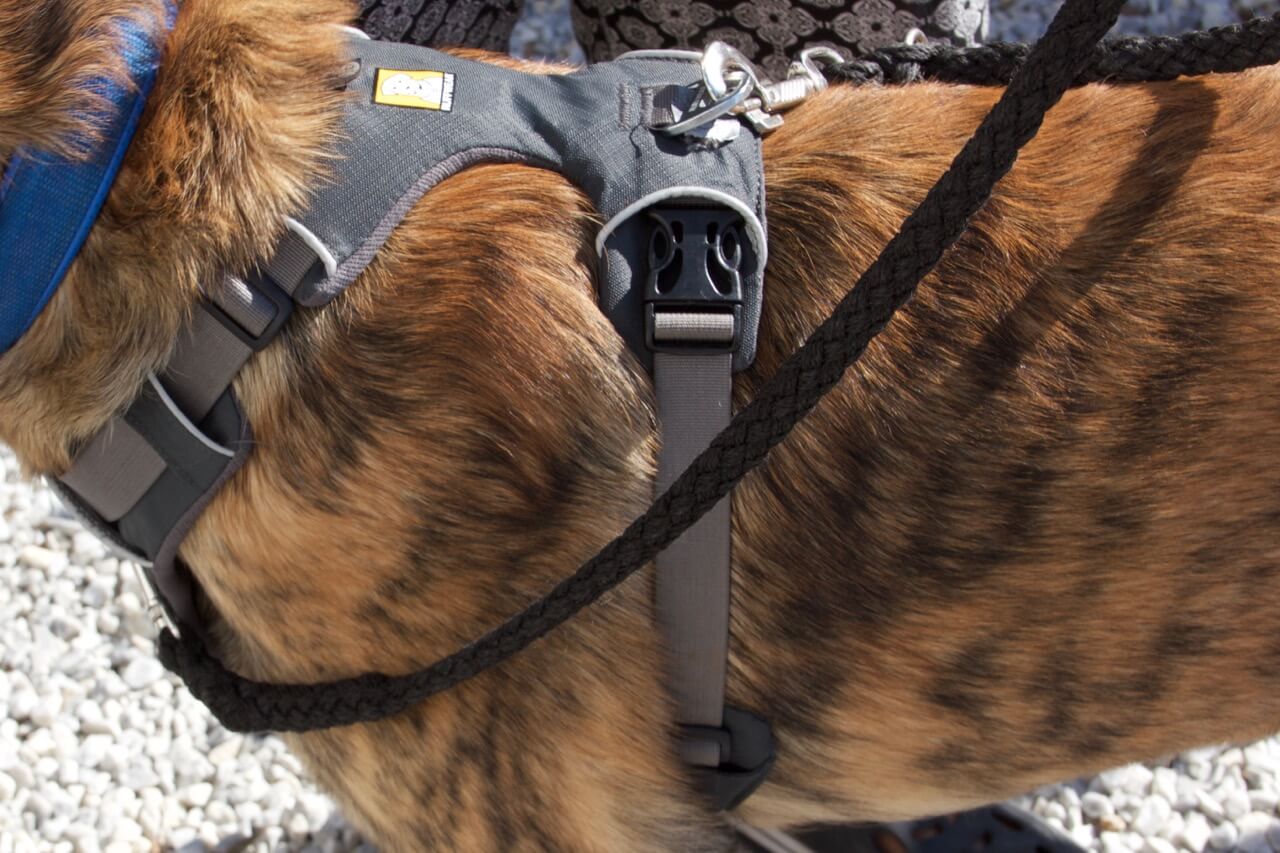 Ein Hund mit einem grauen Ruffwear Geschirr an dessen beiden Möglichkeiten eine Leine befestigt ist