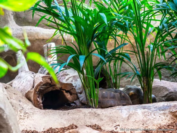Kaufratgeber: Die besten Ideen für Terrarium Zubehör
