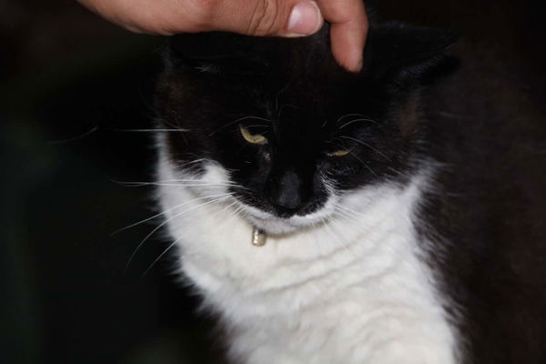 Katzen