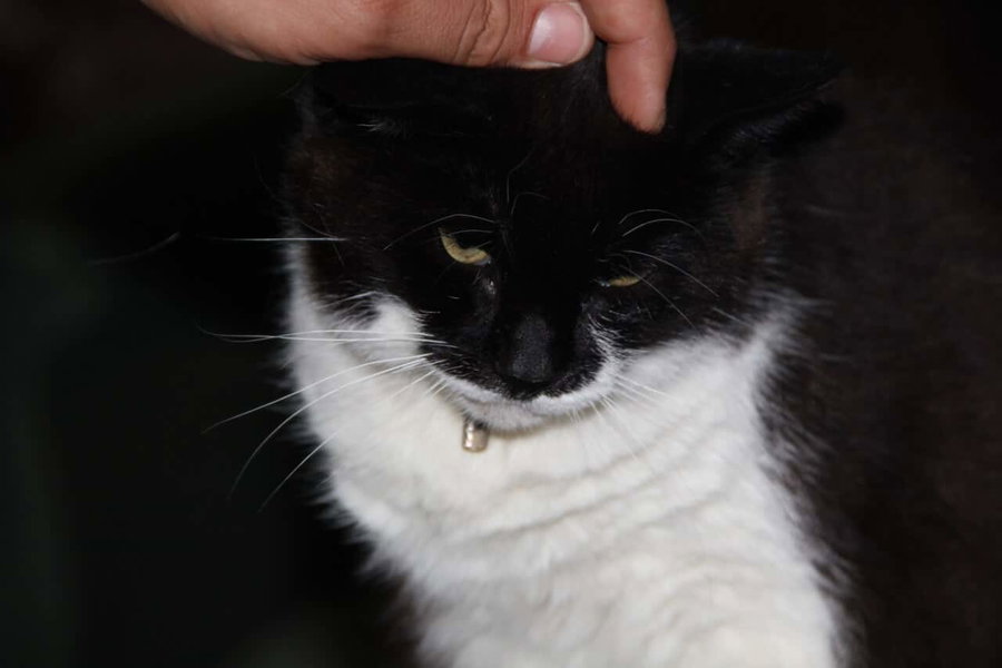 Katzen