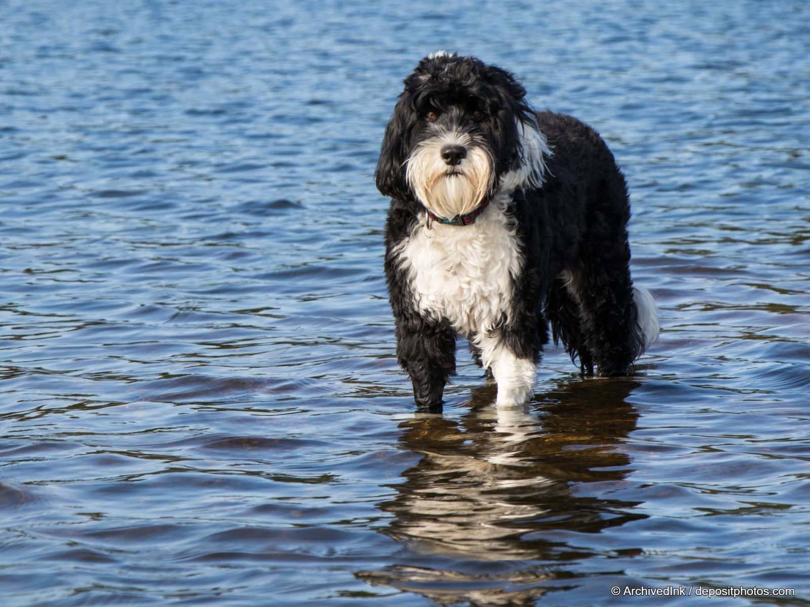 schwarz-weißer Wasserhund steht auf grüner Wiese
