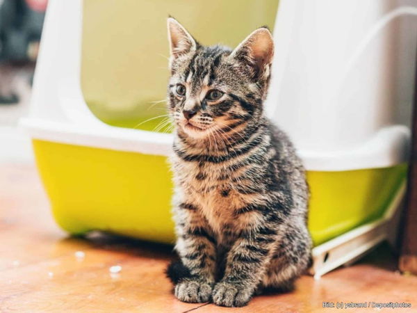 Kaufratgeber: Das beste Modell für ein selbstreinigendes Katzenklo