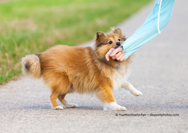 Warum sollten Hunde nicht mit Händen spielen?