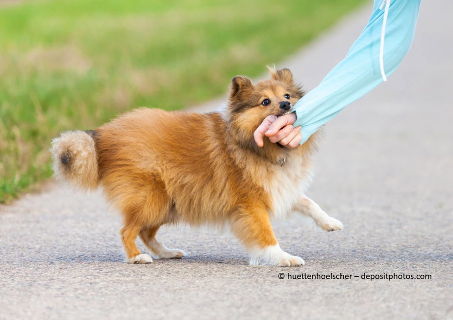 Warum sollten Hunde nicht mit Händen spielen?