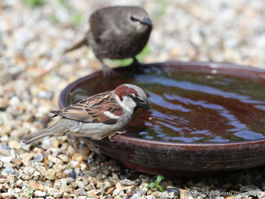 Kaufratgeber: Die beste Vogeltränke für Garten und Voliere