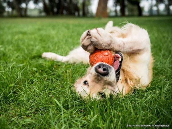 Kaufratgeber: Der beste Hundeball