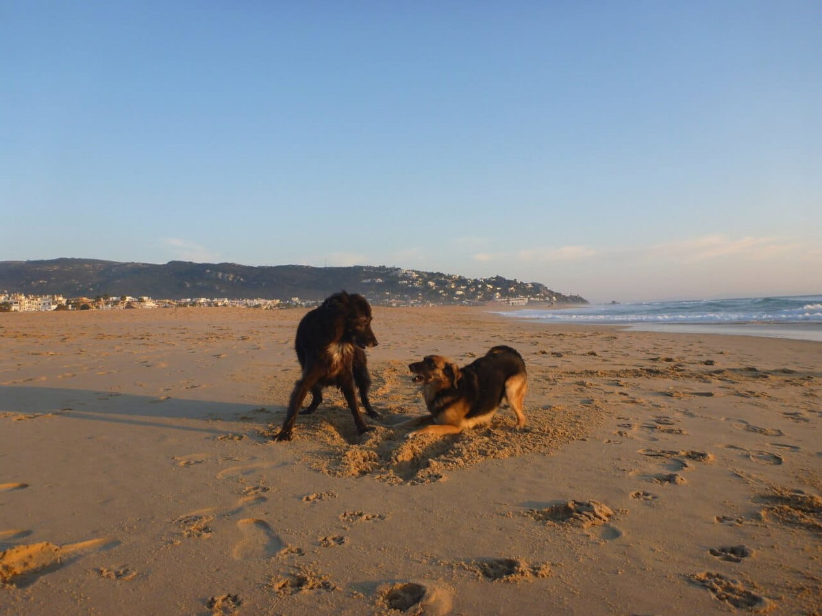 Zwei Mischlingshunde spielen am Strand