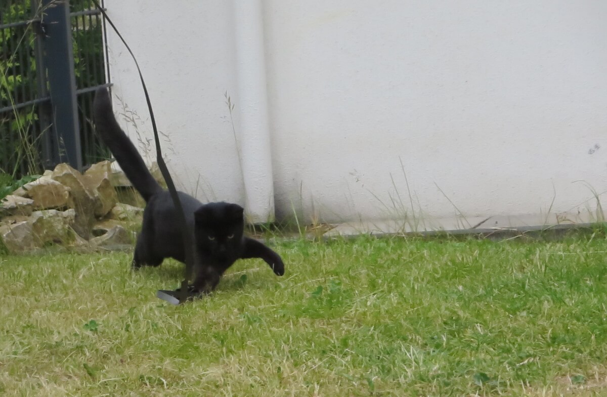 Ein schwarzes Kätzchen spielt auf einer Wiese mit einem schwarzen Band