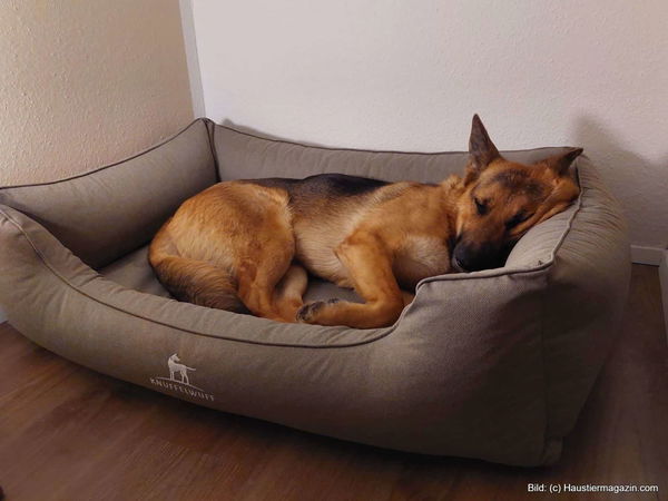 Kaufratgeber: Bestes stabiles Hundebett