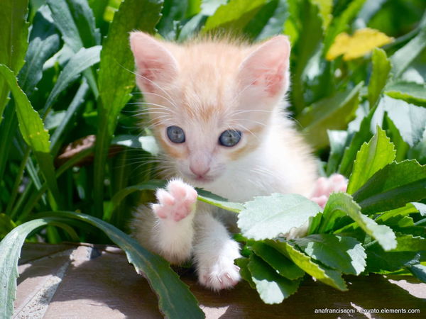 Kannst du widerstehen? Die 3 süßesten Katzenbabys, die du heute sehen wirst
