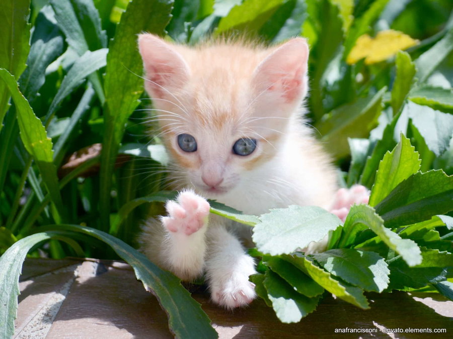 Kannst du widerstehen? Die 3 süßesten Katzenbabys, die du heute sehen wirst