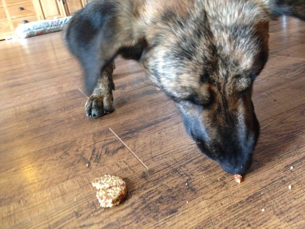 Ein Hund frisst einen Hundekeks