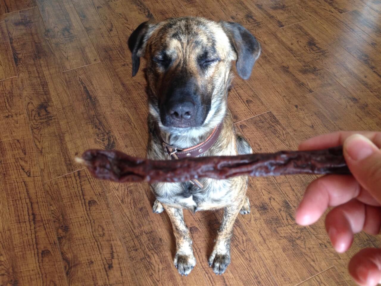 Ein Hund wartete darauf seine Wurst zu bekommen