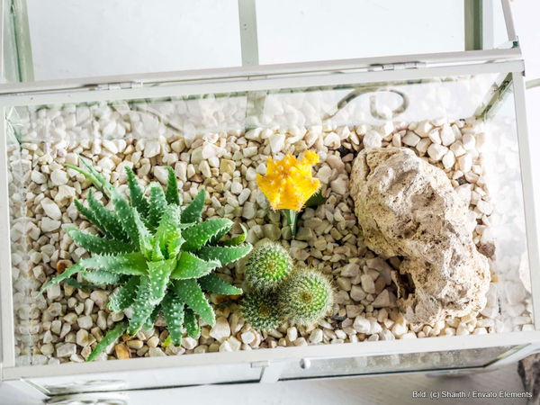 Kaufratgeber: Die beste Terrarium Deko