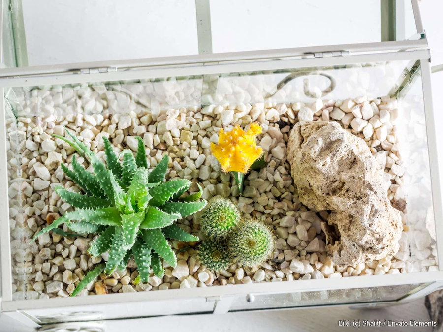 Kaufratgeber: Die beste Terrarium Deko