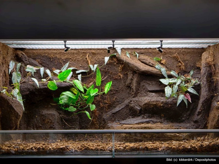 Kaufratgeber: Das beste Terrarium Glas für Exoten und Pflanzen