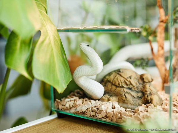 Kaufratgeber: Das beste Terrarium im Vergleich