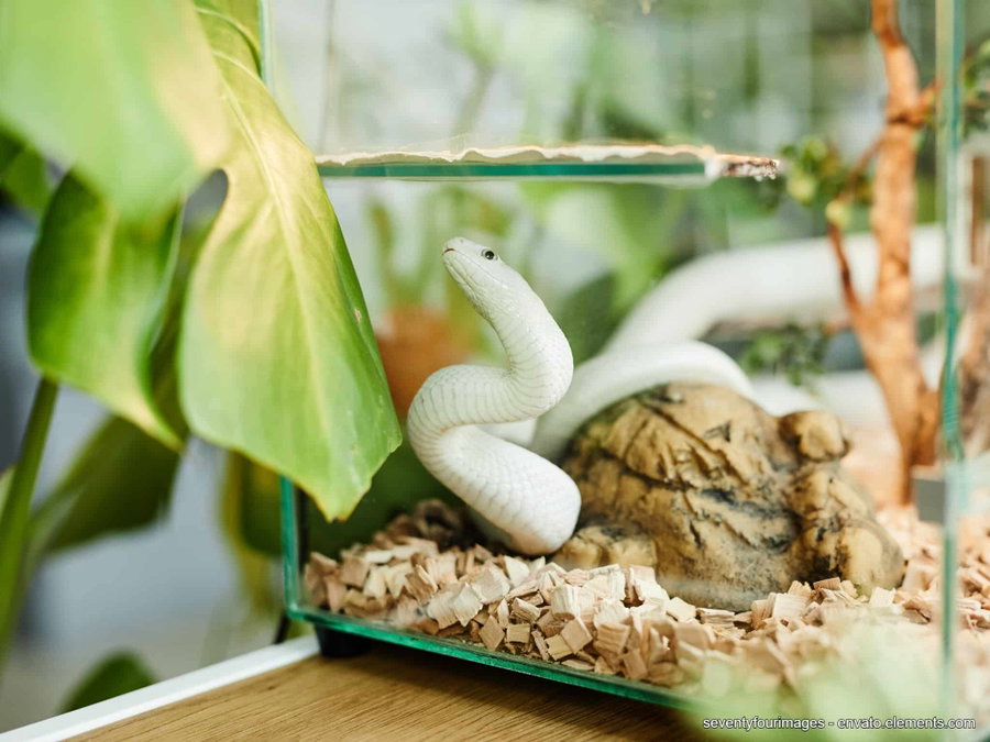 Kaufratgeber: Das beste Terrarium im Vergleich
