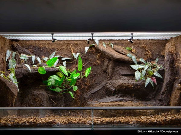 Kaufratgeber: Die besten Terrarium-Pflanzen