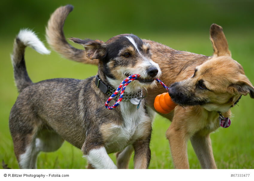 Terrier sind ursprünglich Jagdhunde und brauchen als solche viel Bewegung und eine Aufgabe.