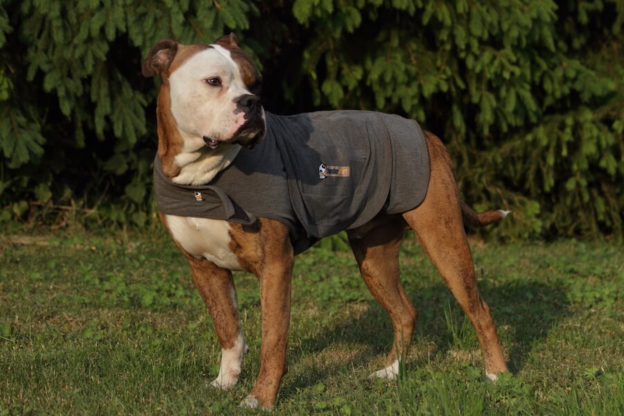 Ein Hund mit einem grauen Thundershirt