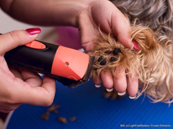 Kaufratgeber: Der beste Tierhaarschneider für Hund und Katze