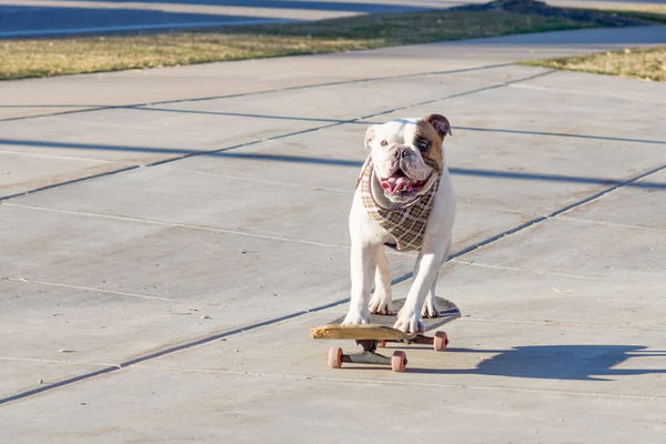 Tricks für Hunde leicht erklärt
