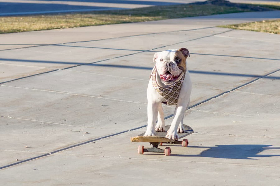 Tricks für Hunde leicht erklärt