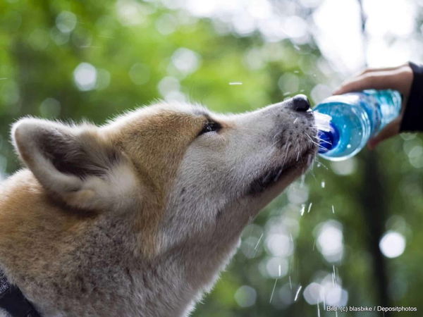 Kaufratgeber: Die beste Trinkflasche Hund