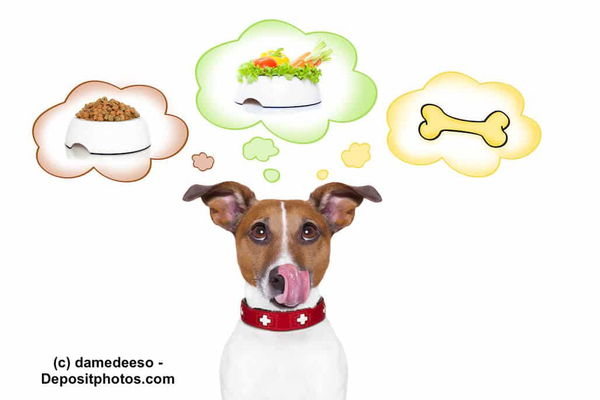 Kann ich meinen Hund vegan ernähren?