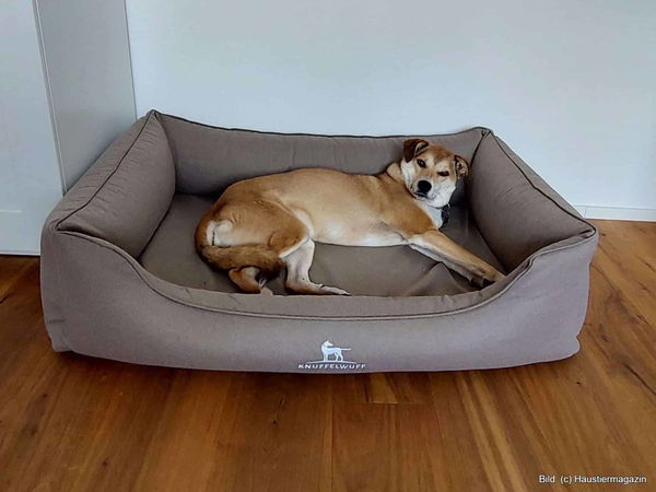 Kaufratgeber: Die besten Hundebetten mit hohem Rand