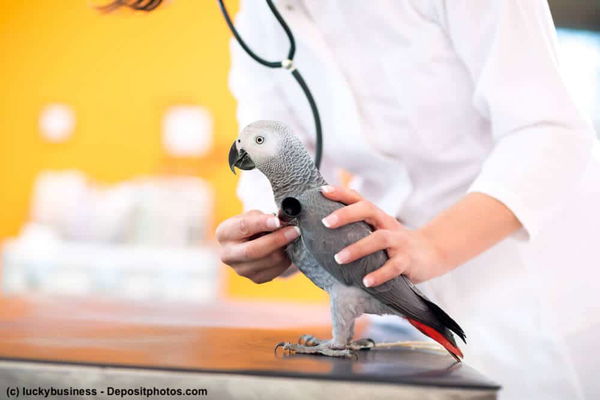 Eine Übersicht möglicher Vogelkrankheiten