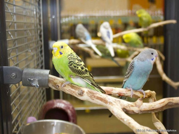 Kaufratgeber: Die beste Vogelvoliere