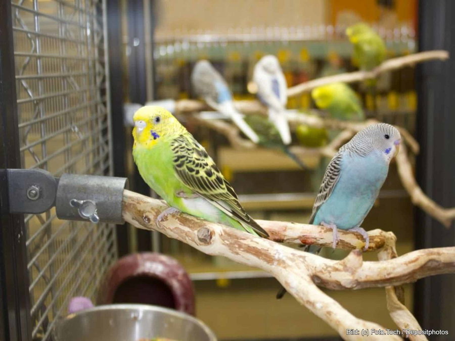 Kaufratgeber: Die beste Vogelvoliere