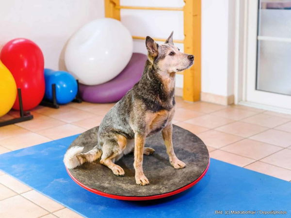 Kaufratgeber: Das beste Wackelbrett für den Hund