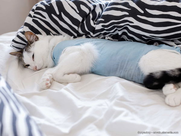 Wann ist der richtige Zeitpunkt meine Katze oder meinen Kater kastrieren zu lassen?