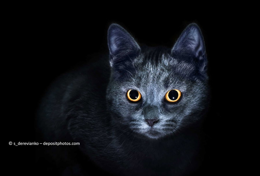 Was machen Katzen nachts?